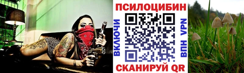 Купить где  Сусуман  Галлюциногенные грибы Cubensis 